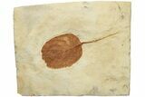 Paleocene Fossil Leaf (Unidentified) - Montana #204018-1